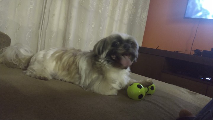 Dog