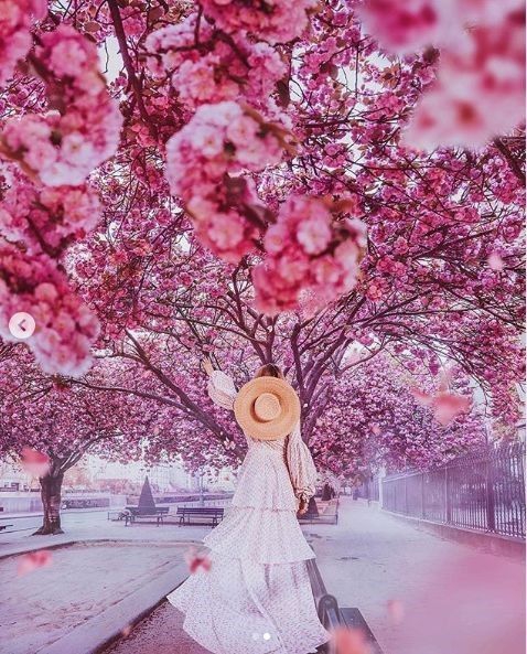 cherry blossoms