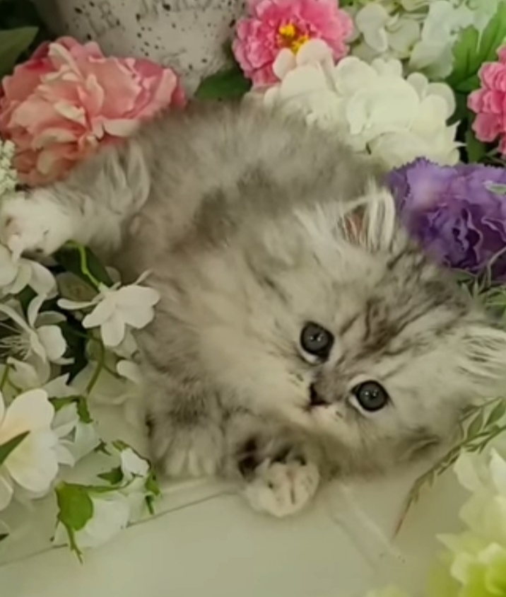 cute cat