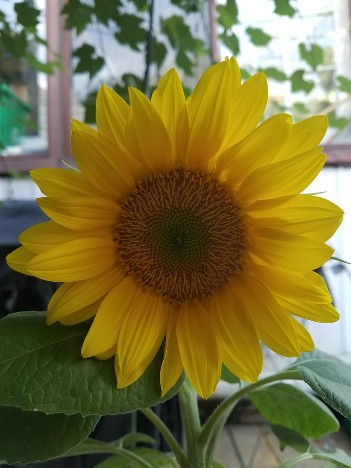 Sunflower love power
