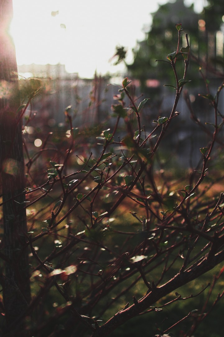 leaves in winter
