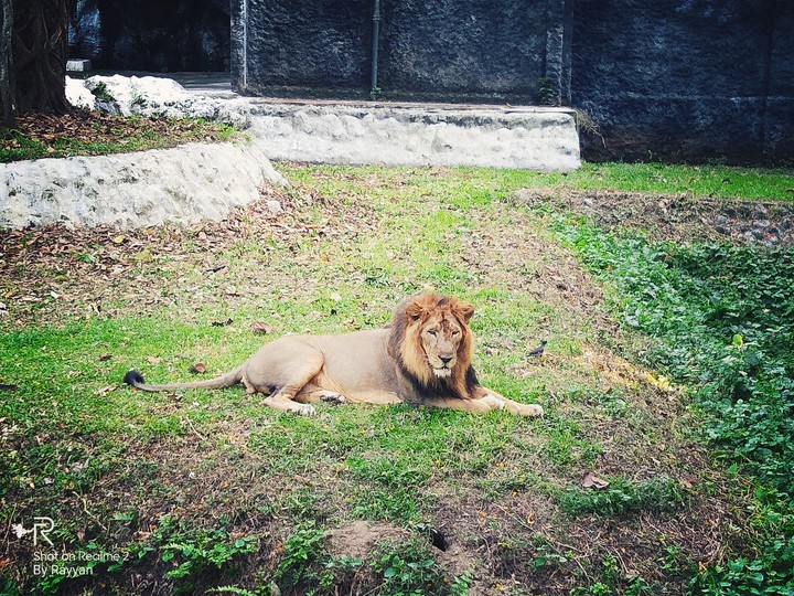 Indian lion