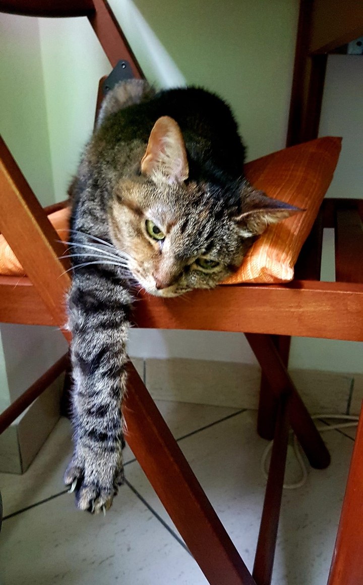 gatto rilassato
