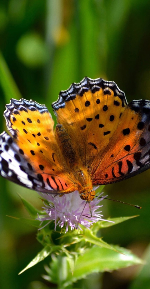 тапети butterfly, issoria