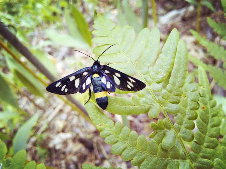 Insect on leaf