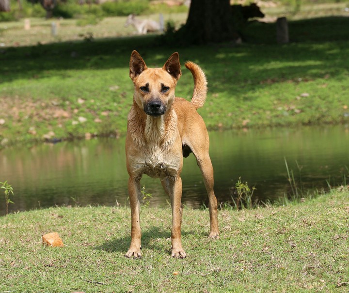 Wild Dog