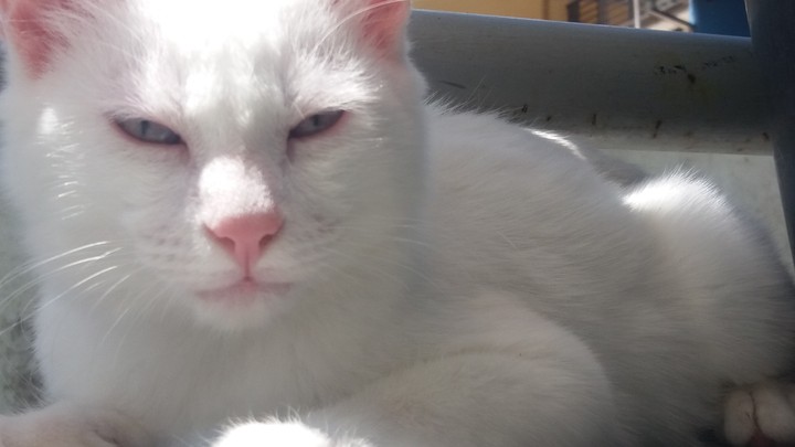 #cat