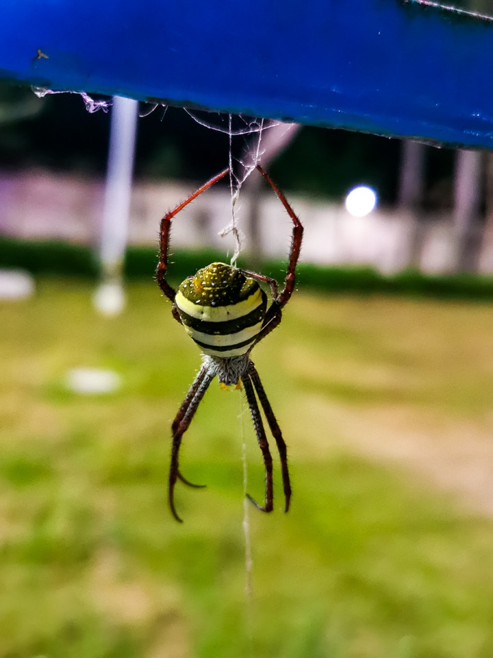 Amazing Spider
