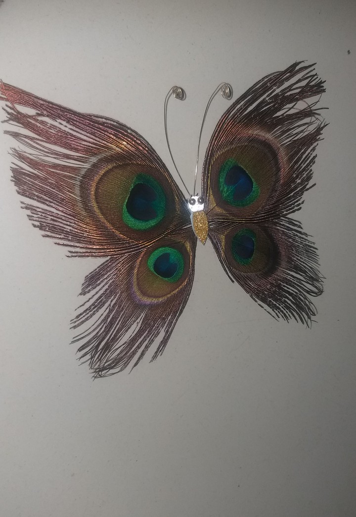 peacock feather butterfly