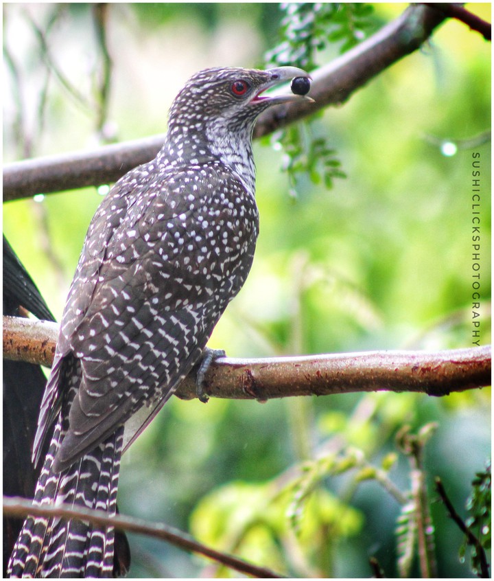 asian koel