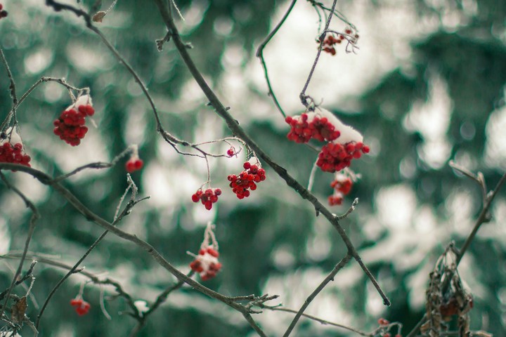 Some red fruits in a winter day.