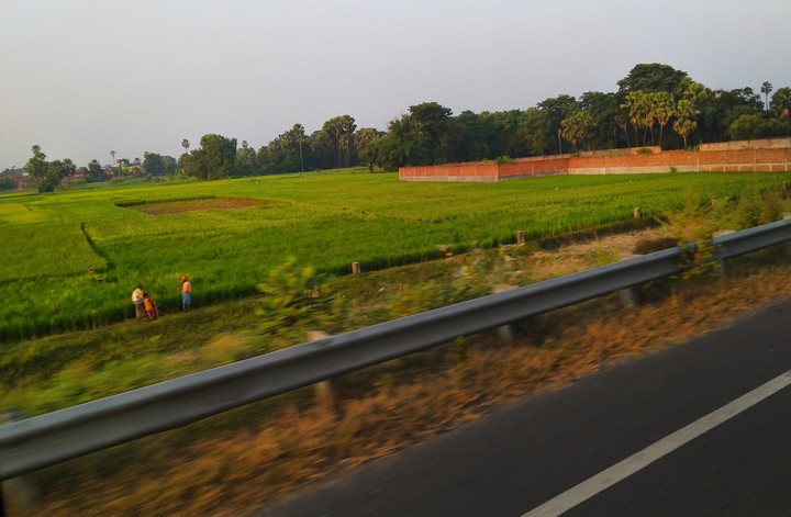 #road #farmland #tree