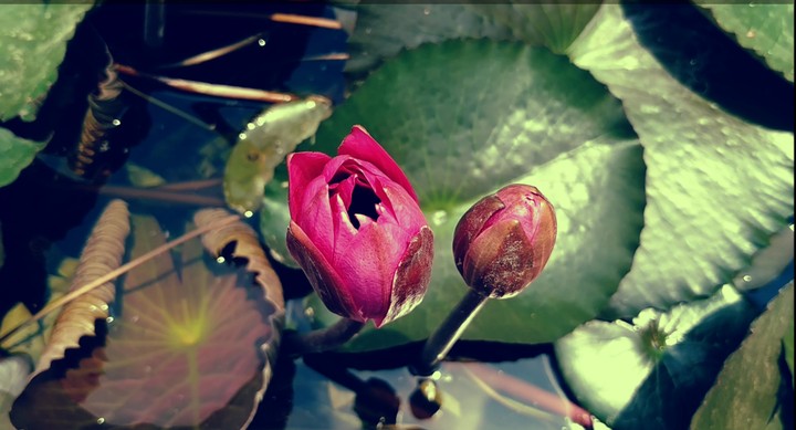 Lotus Flower