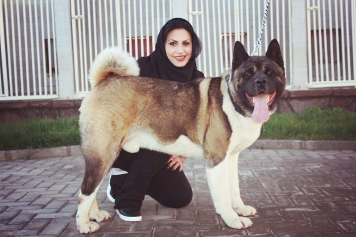 akita