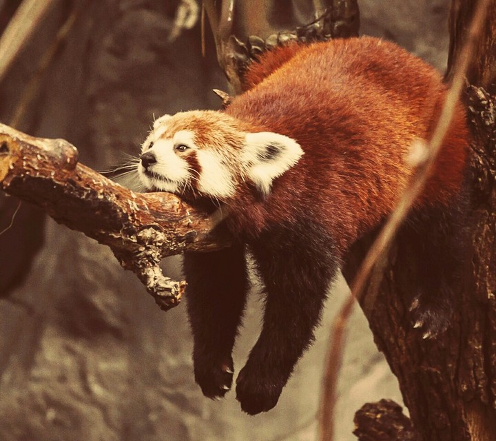 red panda