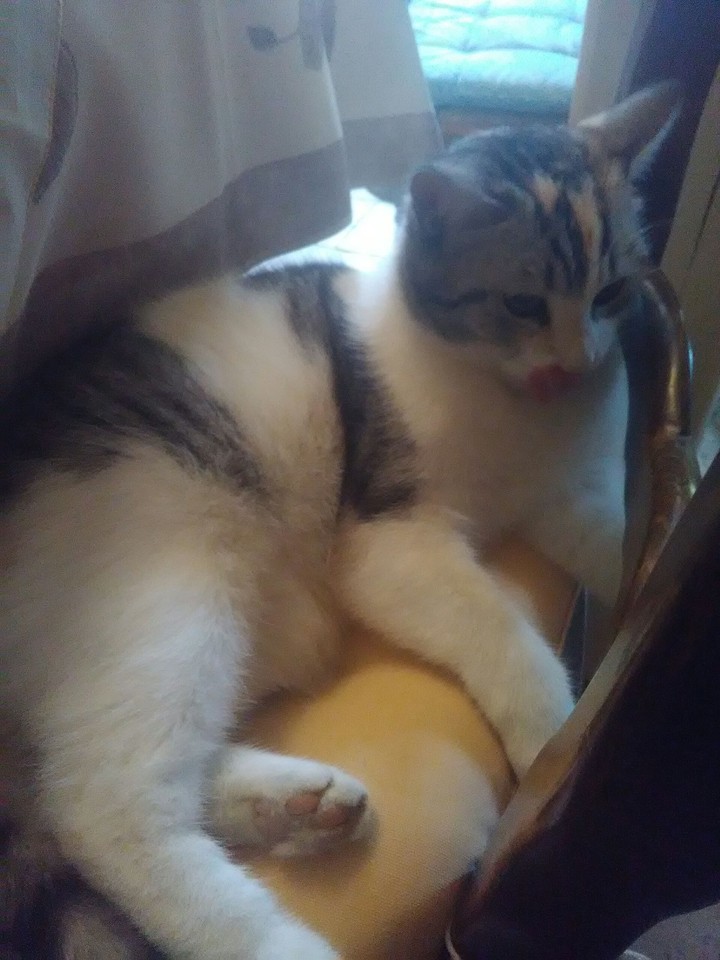 trop mimi