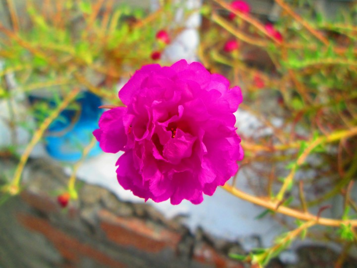 pink flower