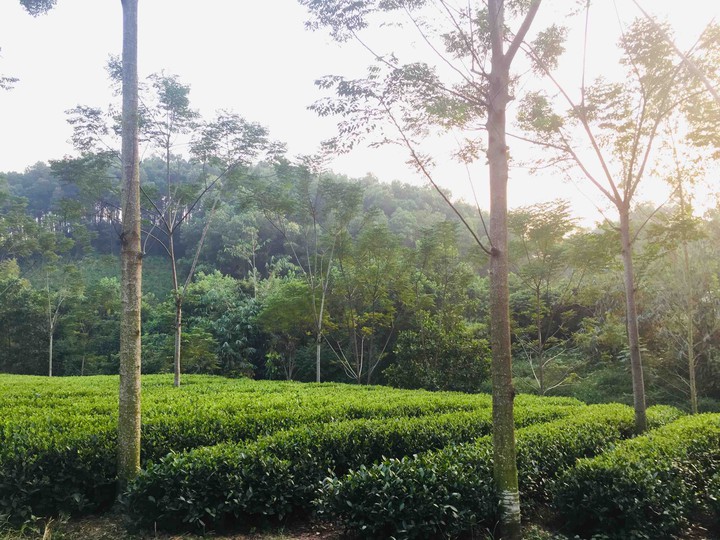 Tea Hill