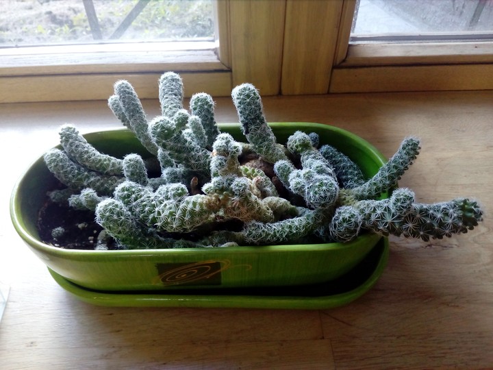 кактус