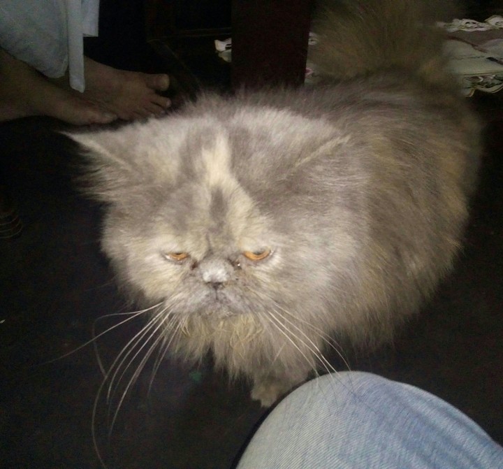 cat