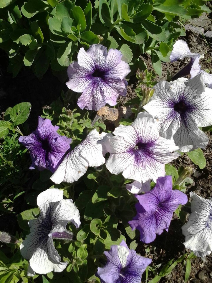flowers