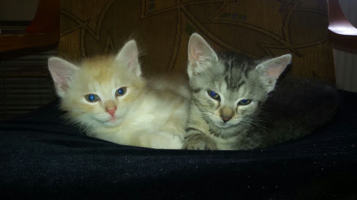 Brother's