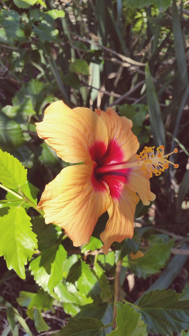 A FLOWER