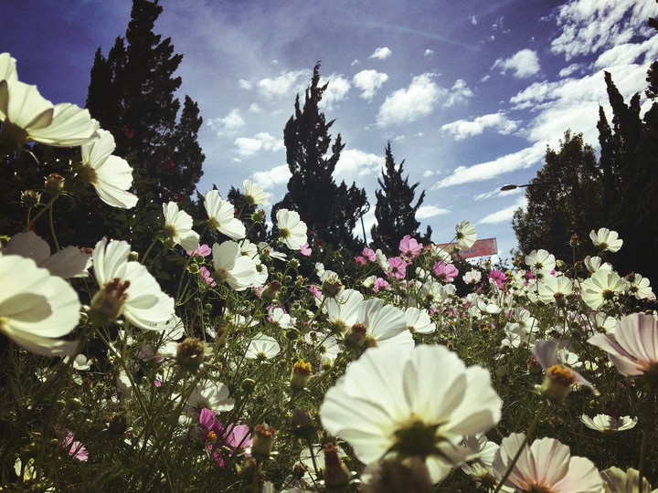 flower