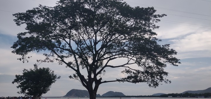 tree