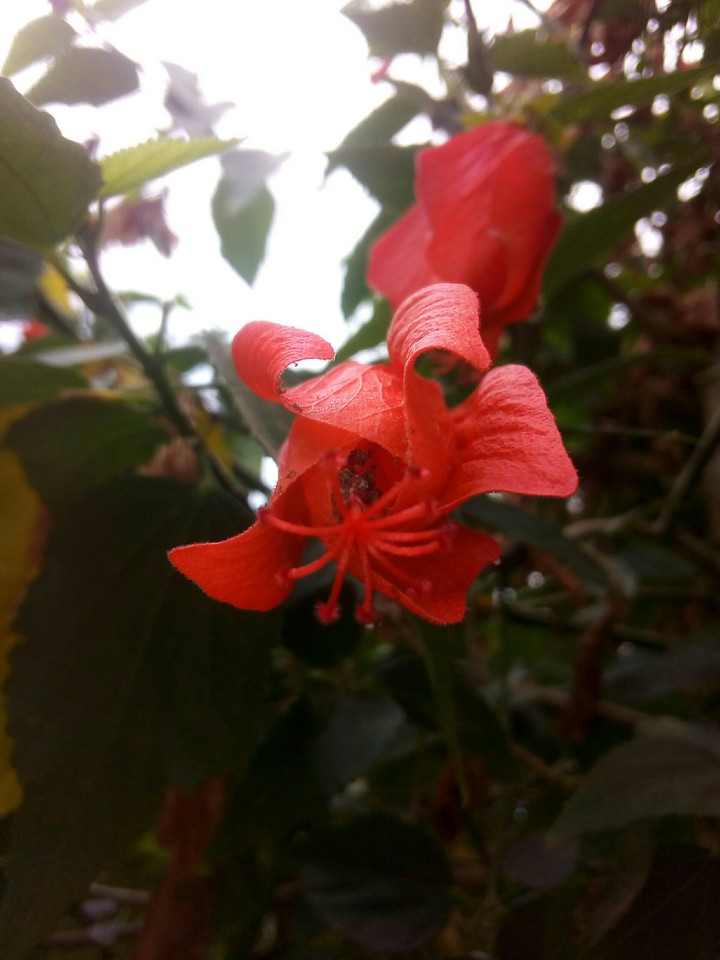 flowers