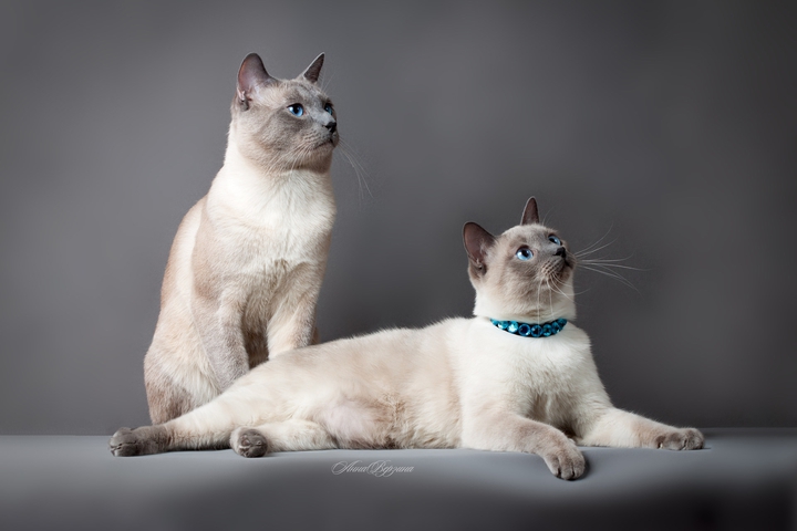 Кошечки