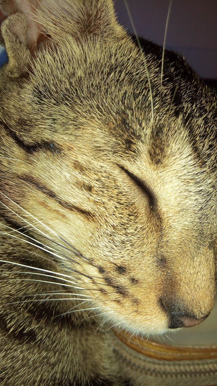 My Cat. .