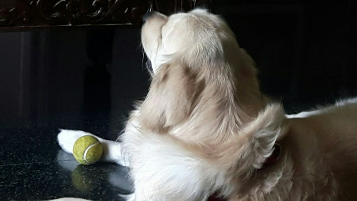 my prince