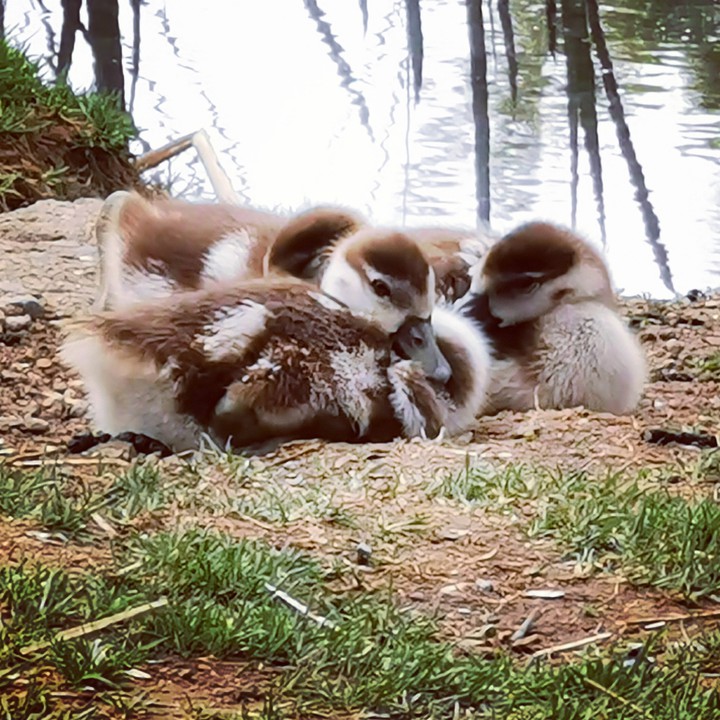 baby geese