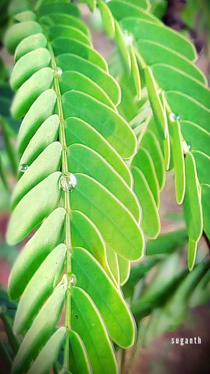 rain drop in a leaf ....