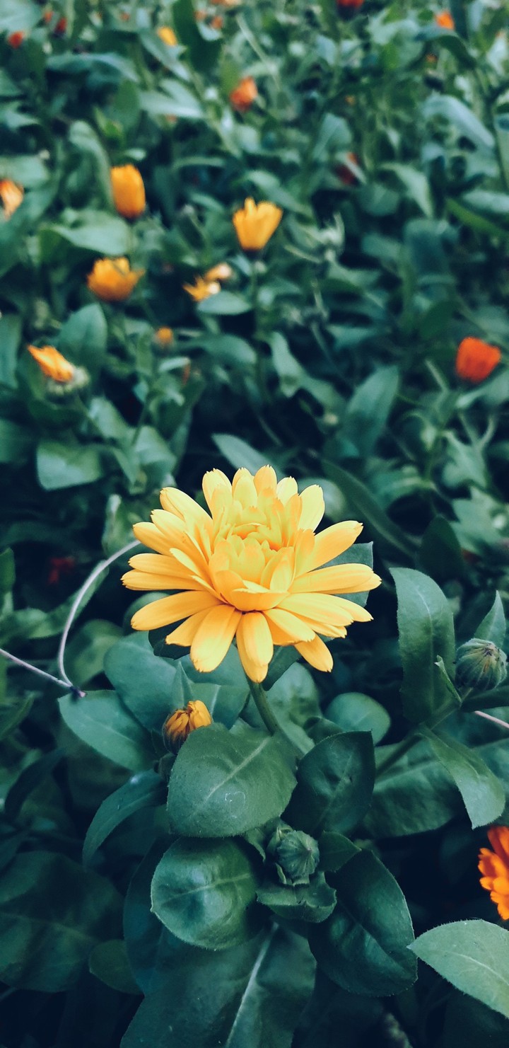 flower