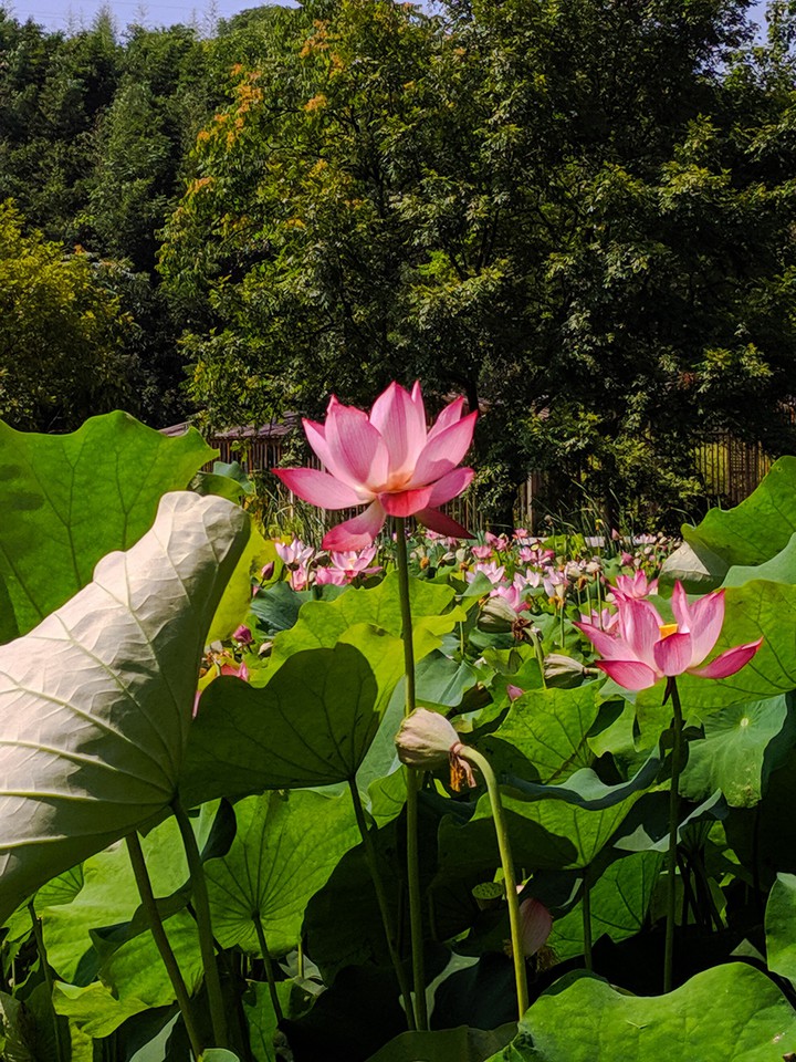 lotus