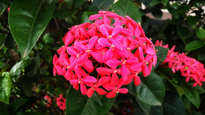 Garden Flower