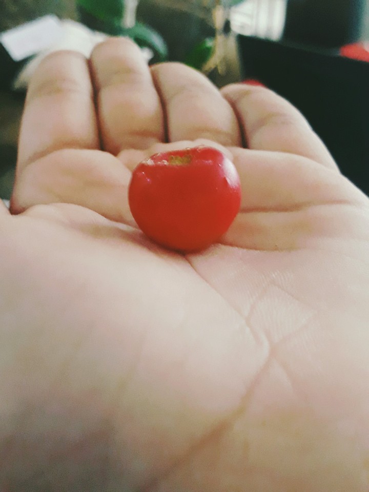 Frutas
