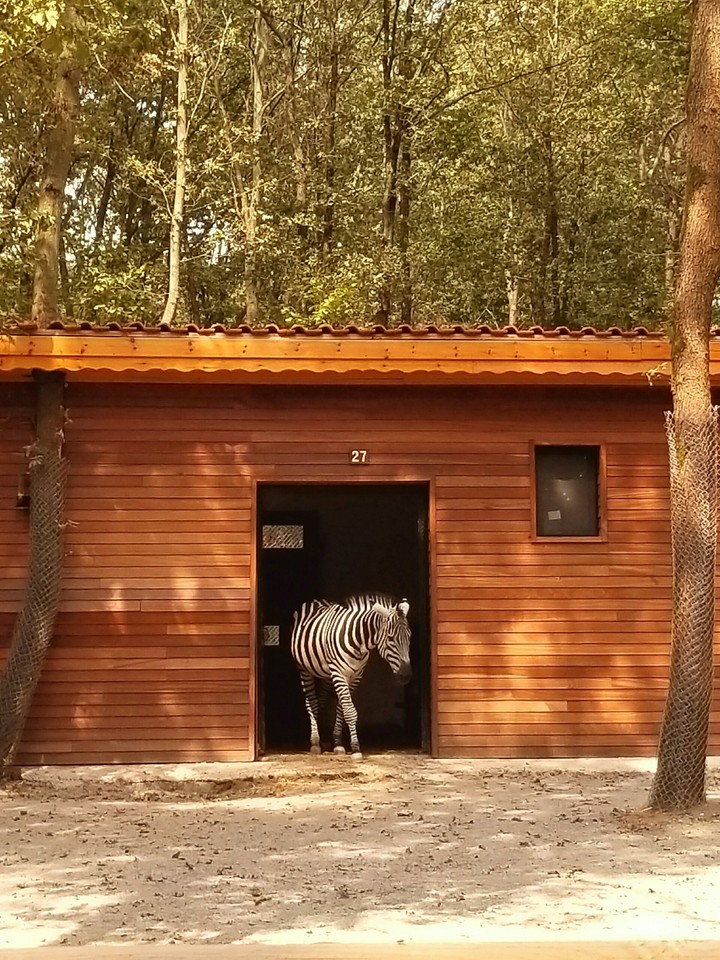 zebra