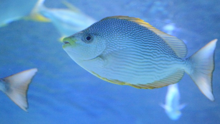 fish ???