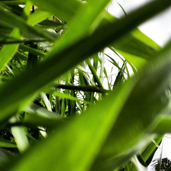 Green, inch