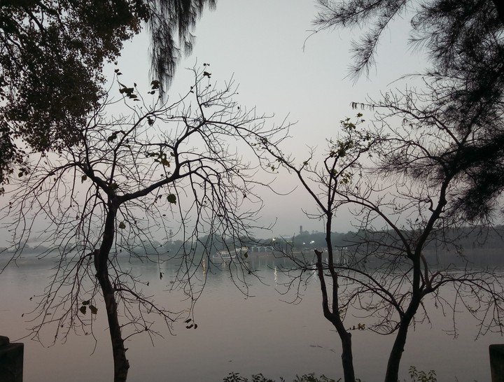 branches