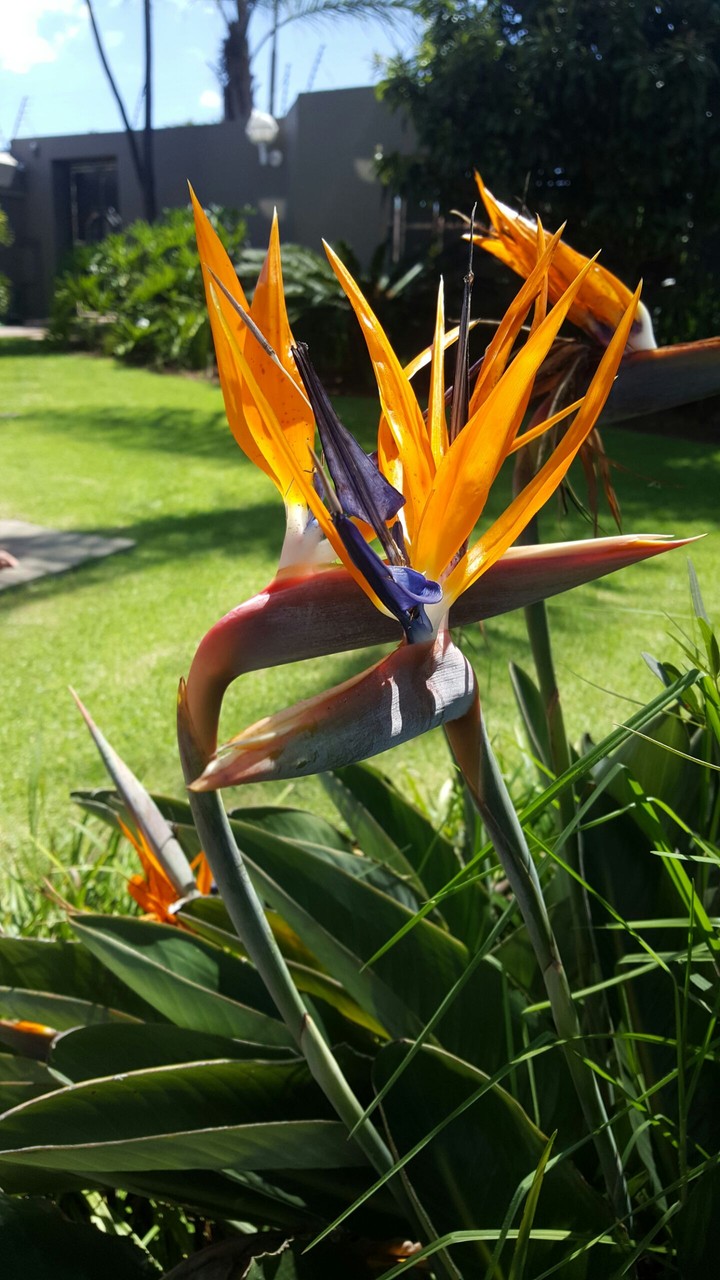 garden blooms