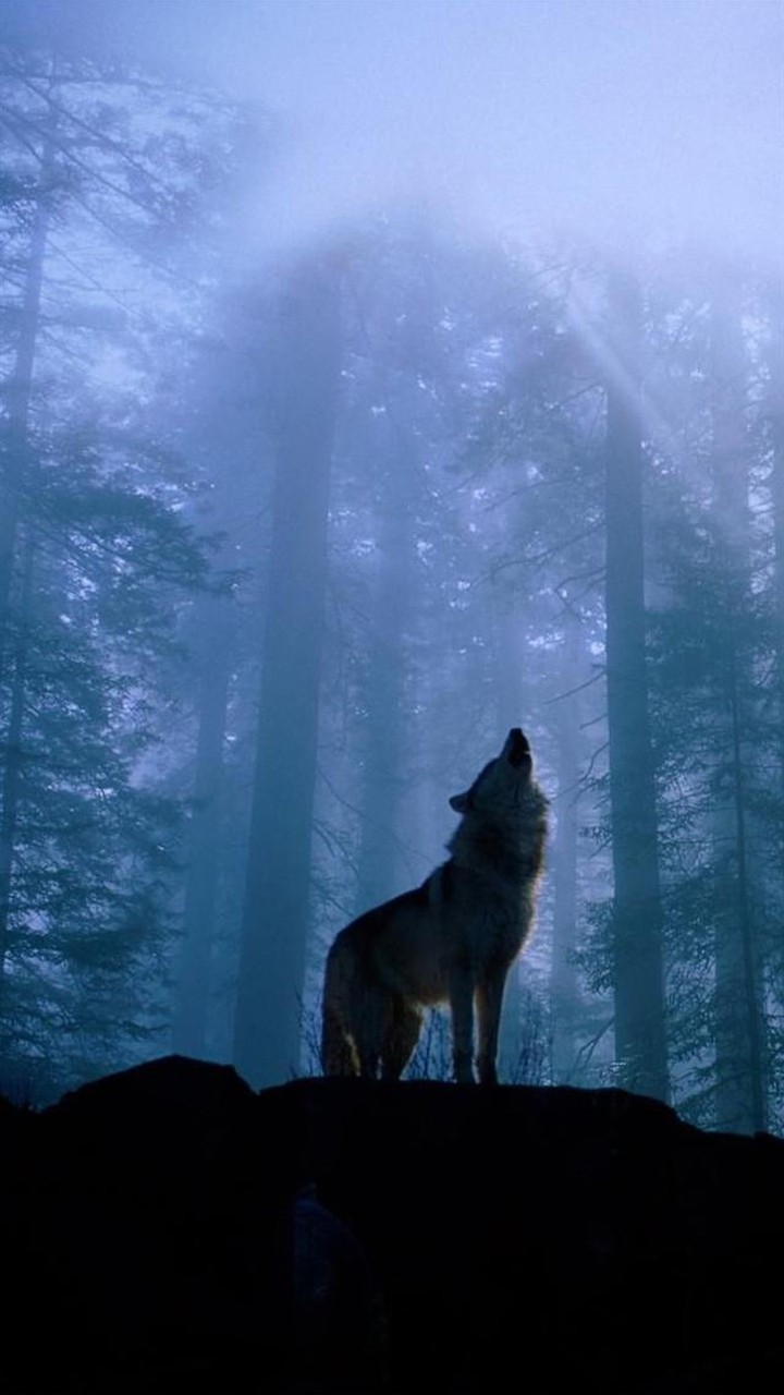 wolf