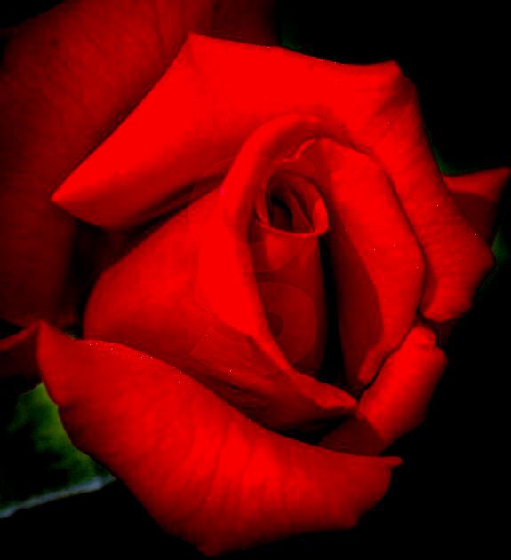 rose