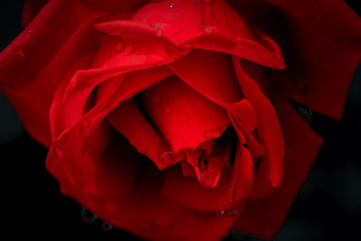 Gift of Love
