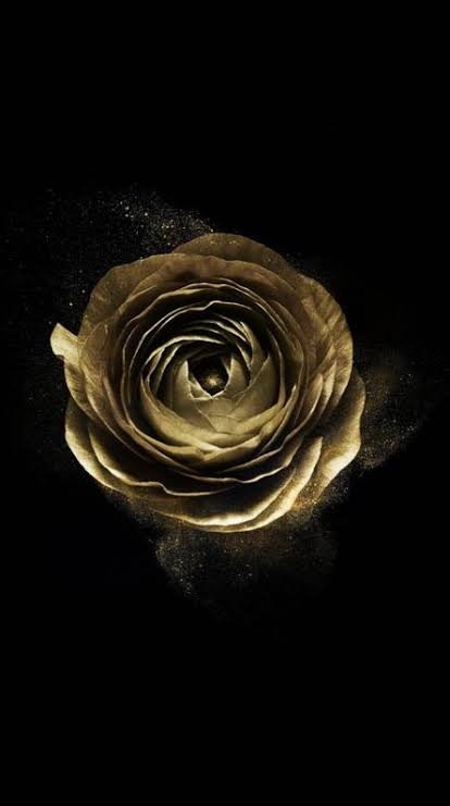 Golden Rose
