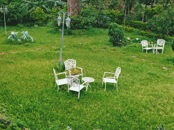 tea estate