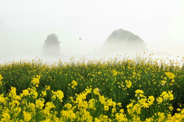 Horizon yellow